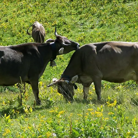 Daire Ebert Oberstdorf